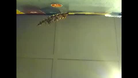 Snapshot of fucmebudoo chatting on 1, 11, 2025 Warwick online show from 1, 11, 2025