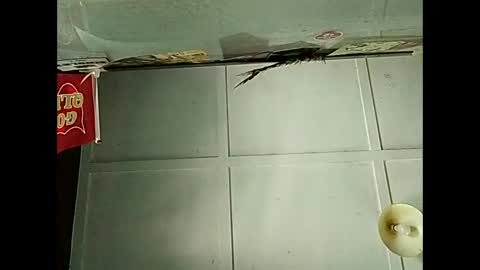 Snapshot of fucmebudoo chatting on 3, 12, 2025 Warwick online show from 3, 12, 2025