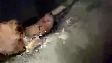 gifted2472 online show from 12, 10, 2025