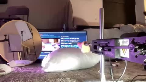 Snapshot of hectorramirezxxx chatting on 15, 12, 2025 LockedThug online show from 15, 12, 2025