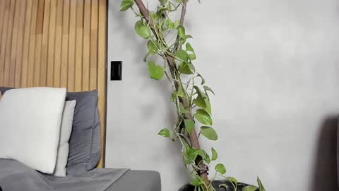 Sofia independent model online show from 14, 12, 2024