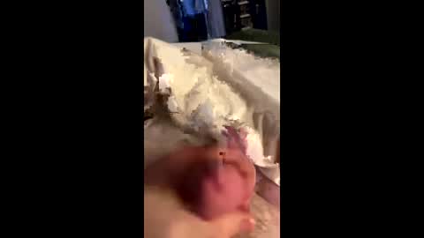 hungminer69 online show from 28, 5, 2026