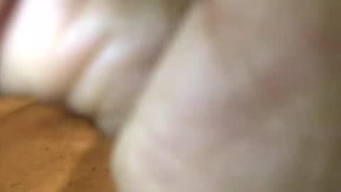 InternationalGodFather online show from 27, 1, 2025