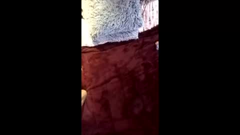 Ral online show from 16, 4, 2026