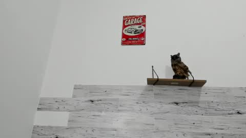 Jaycreedd online show from 12, 3, 2025