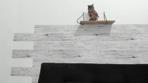 Jaycreedd online show from 10, 9, 2025