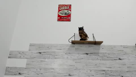 Jaycreedd online show from 1, 10, 2025