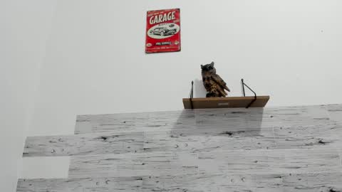 Jaycreedd online show from 25, 11, 2025