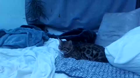 Snapshot of jwolf11851725 chatting on 25, 10, 2025 jwolf11851725 online show from 25, 10, 2025