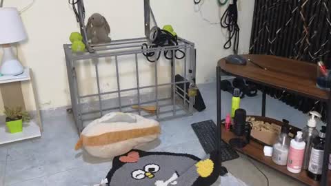 Snapshot of katt_bdsm chatting on 28, 6, 2026 Katt online show from 28, 6, 2026