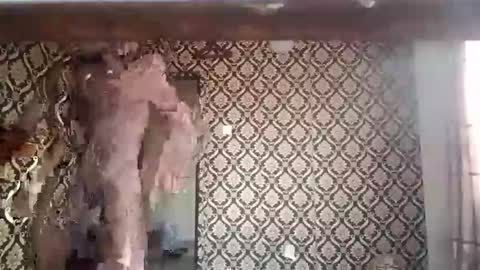 Snapshot of kingemizzy chatting on 8, 1, 2026 kingemizzy online show from 8, 1, 2026