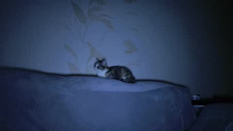 Evelyn online show from 8, 3, 2025