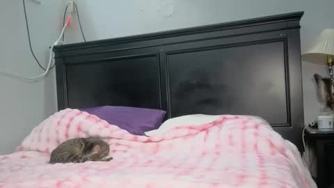 Snapshot of kittykat_1999 chatting on 26, 2, 2026 kittykat 1999 online show from 26, 2, 2026