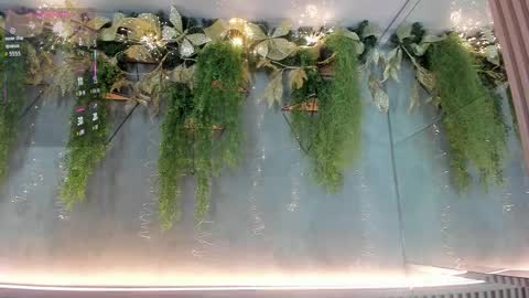 lana_lann online show from 3, 12, 2025