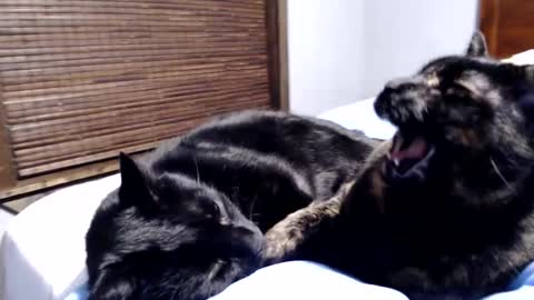 Lance online show from 12, 12, 2024