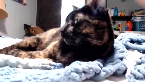 Lance online show from 11, 3, 2026