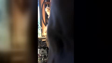 Leon online show from 27, 2, 2026