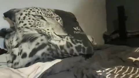 Lex6699 online show from 31, 3, 2026