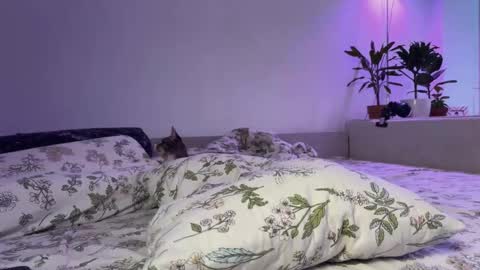 Elsa online show from 14, 11, 2025