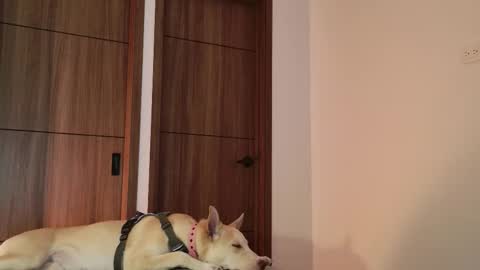 Luci y Fer online show from 9, 9, 2025