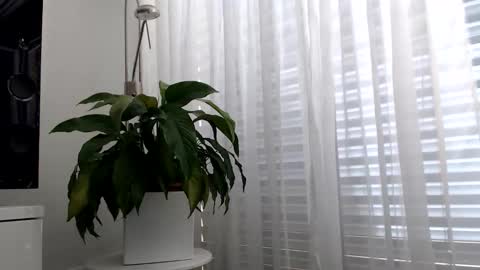 luckystrike6981 online show from 22, 4, 2026