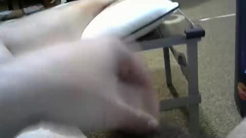 Snapshot of manumanu8585 chatting on 3, 2, 2026 manumanu8585 online show from 3, 2, 2026