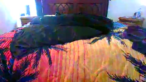 Max online show from 17, 2, 2026