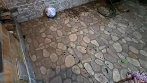 miky17cm online show from 15, 1, 2026