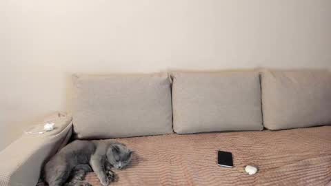 Kitty online show from 3, 12, 2025