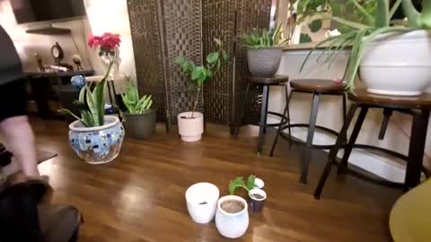 Bhadbarbie online show from 21, 1, 2025