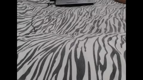 Molly And Brad online show from 3, 12, 2024