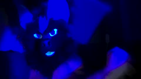 n33ds2br33d online show from 19, 10, 2025