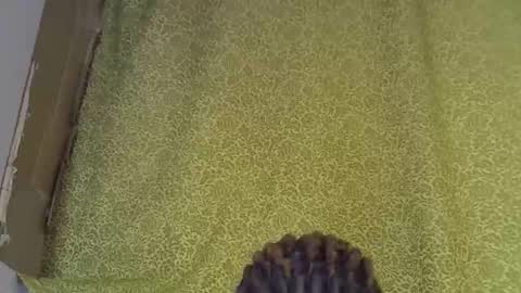 previn online show from 7, 1, 2026