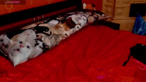 Snapshot of naughtyhousewifexx chatting on 30, 1, 2025 housewife Eva online show from 30, 1, 2025