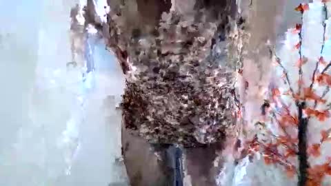 Crystal New online show from 15, 1, 2026