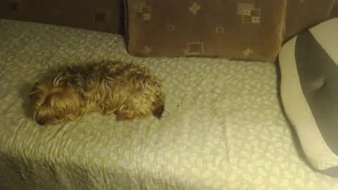 Lilly  online show from 22, 10, 2025