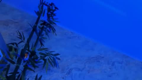 nyssawoodd online show from 2, 10, 2025