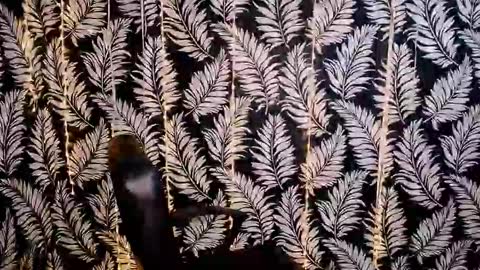 Kelly online show from 18, 10, 2025