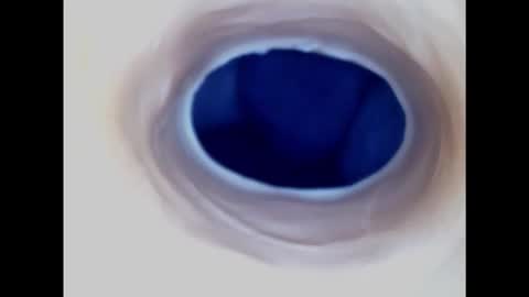 Snapshot of paulainoscente chatting on 30, 1, 2025 Paula 18 Aninhos online show from 30, 1, 2025