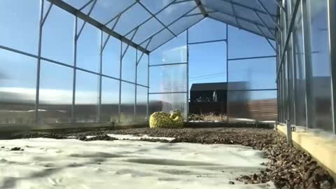 Queen of Pain online show from 9, 3, 2025