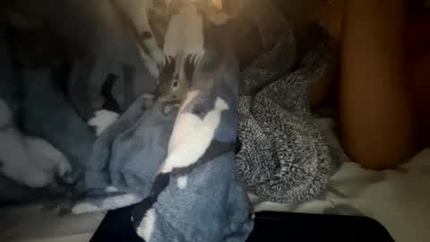 roarmance1 online show from 30, 10, 2025