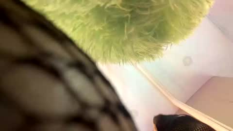   online show from 13, 11, 2025