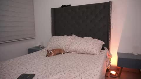 salomedyla online show from 19, 3, 2026