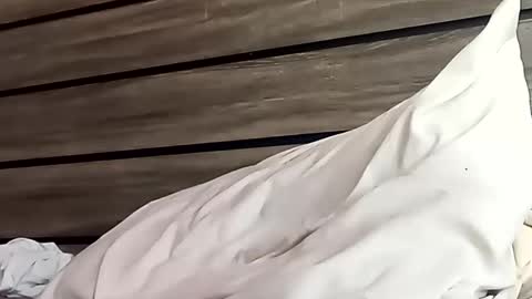 Snapshot of saucybear666 chatting on 24, 1, 2025 SnowBunny online show from 24, 1, 2025