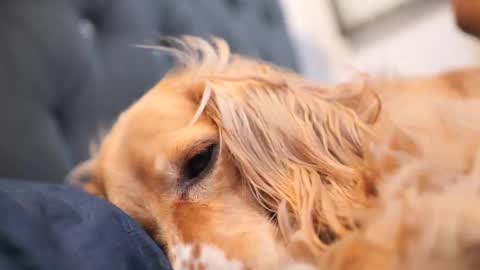 senssual_goddess online show from 7, 10, 2025