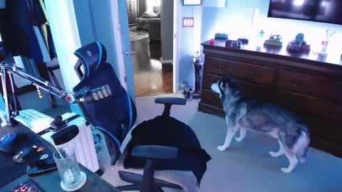 shaftyone4u online show from 16, 1, 2025