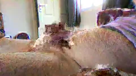 sherlockholmes74 online show from 2, 4, 2026