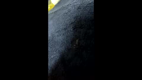 shurthingxx online show from 28, 1, 2025