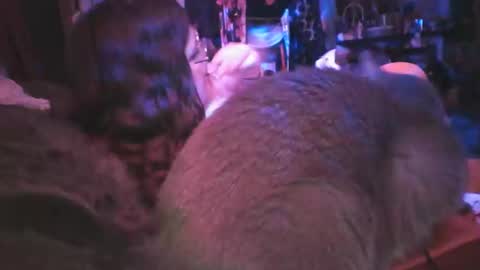 Siofra online show from 6, 3, 2025