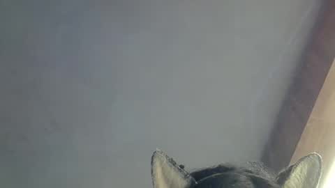 Snapshot of skinnykittencam chatting on 15, 3, 2026 skinnykittencam online show from 15, 3, 2026